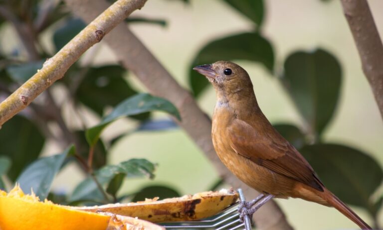 Why Volkman Bird Food Is a Trusted Choice for Species-Specific Nutrition