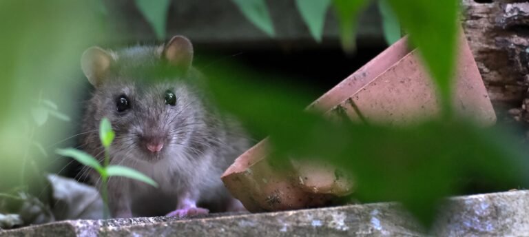 How Pest Inspections Help Brentwood Property Owners Avoid Infestations?